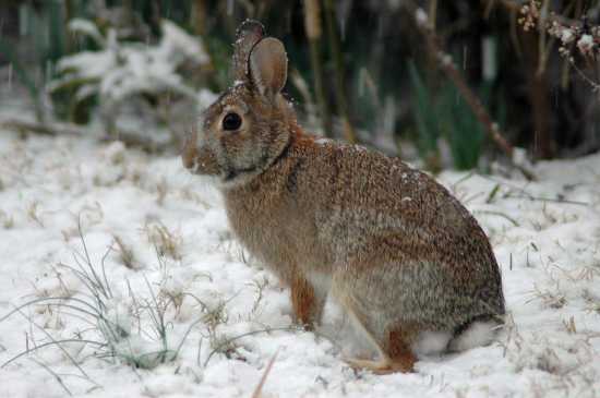 Eastern Cottontail Range