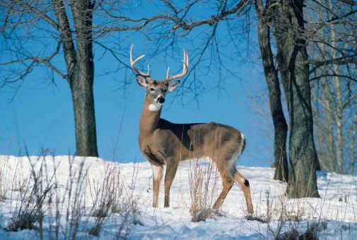 2016 Deer Season Mo