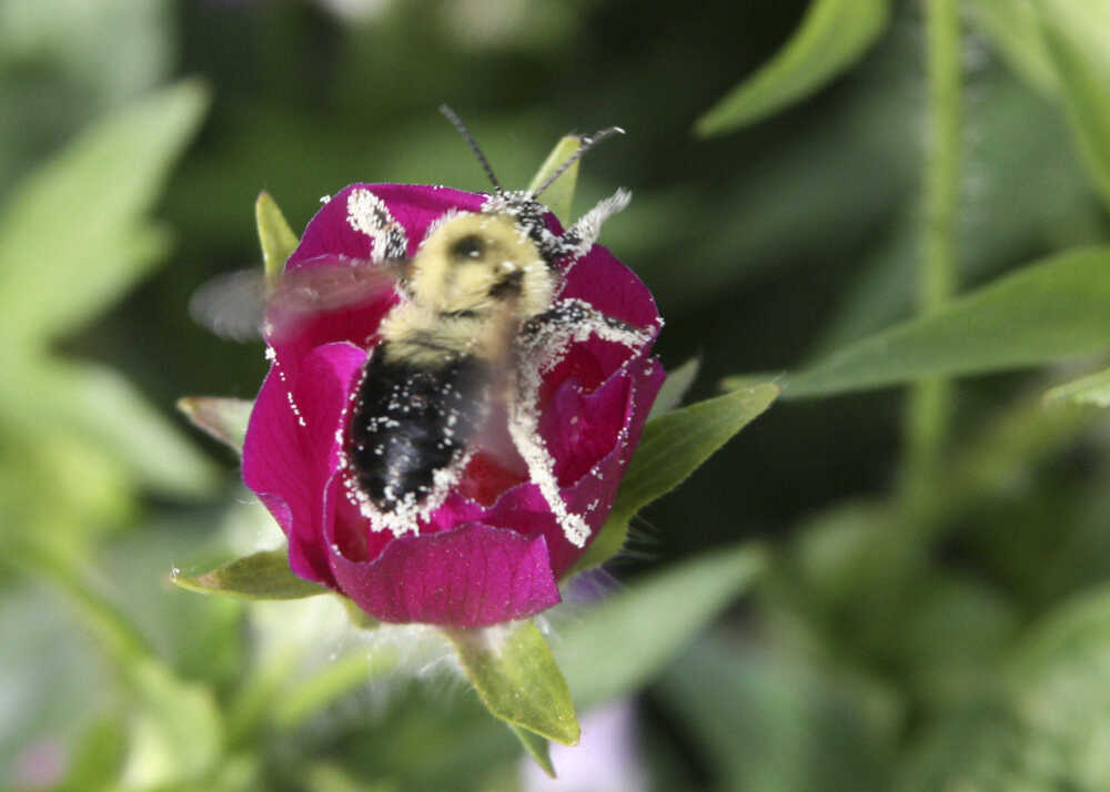 Bumblebees  Missouri Department of Conservation