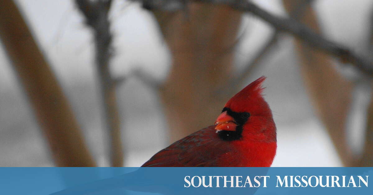 Photo gallery: Cardinals Caravan 2020 (1/20/20)  Southeast Missourian  newspaper, Cape Girardeau, MO