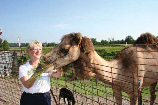 Submitted Story: Meet Miss C, the Sociable Camel (9/2/11