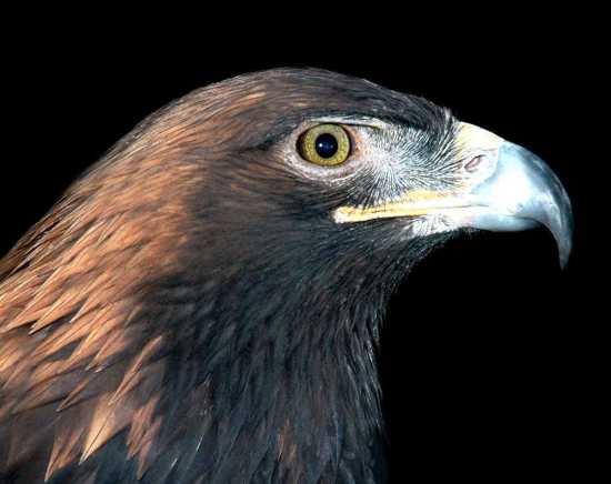 Column Aaron Horrell Golden Eagle Has Wide Breeding Range