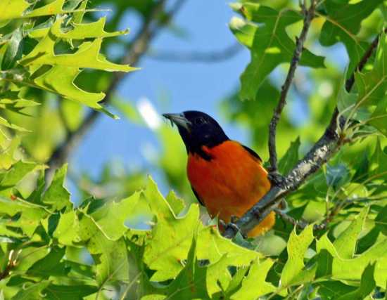 DIY: What You Need to Attract Baltimore Orioles to Your Yard, Mid-American  Gardener