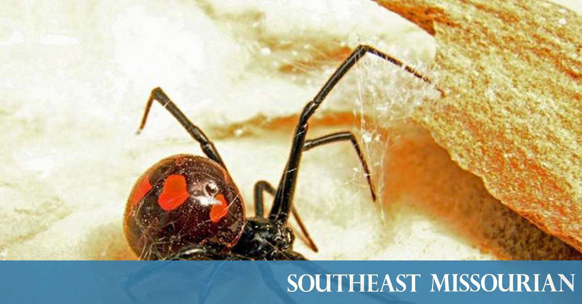 Black Widow Spider Web Gives Up Dna Secrets Bbc News