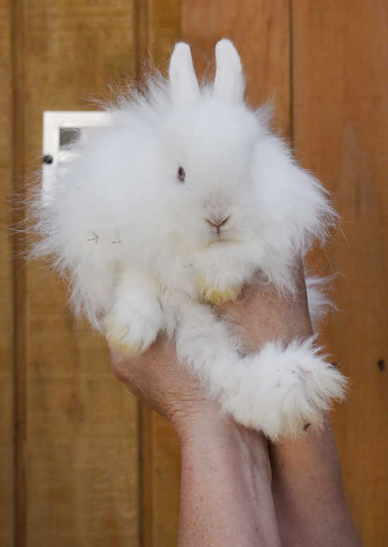 Rabbit for adoption - Serama , a Bunny Rabbit in Jersey City, NJ