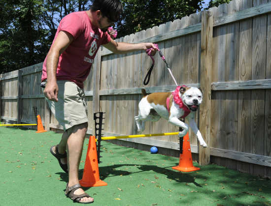 Bow Wow Dog Agility Tunnel