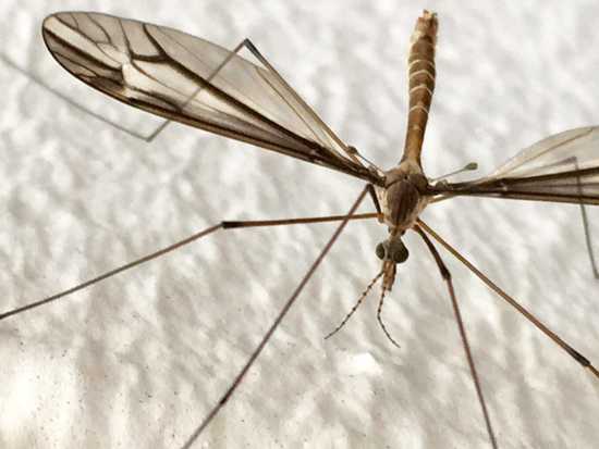 mosquito eaters crane fly