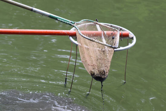 Paddlefish season to begin March 15 in Missouri - KBSI Fox 23 Cape  Girardeau News