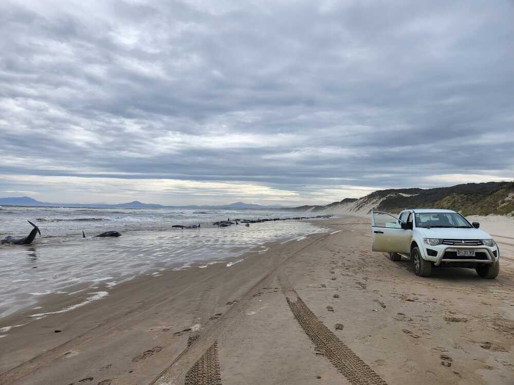 Tasmania whale stranding: 200 whales dead, 35 remain alive